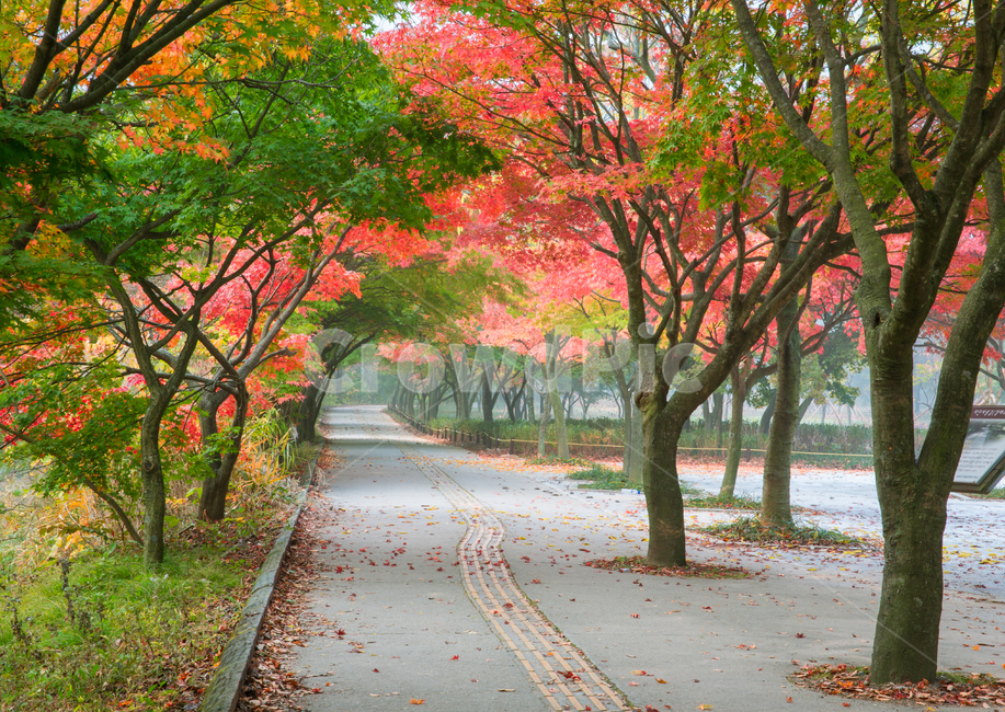 자연,풍경,경관,계절,가을,단풍,길,단풍길,낙엽,추경,만추,울긋불긋,단풍나무,나무,공원,절,사찰,내장사,내장산,산,국립공원,안개,아침,식물,plant,tree,treetrunk,잎,leaf,나무줄기,아스팔트,asphalt