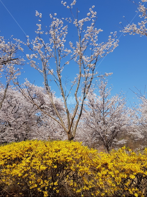 봄꽃,개나리,벚꽃,봄하늘,미세먼지없는하늘,봄배경