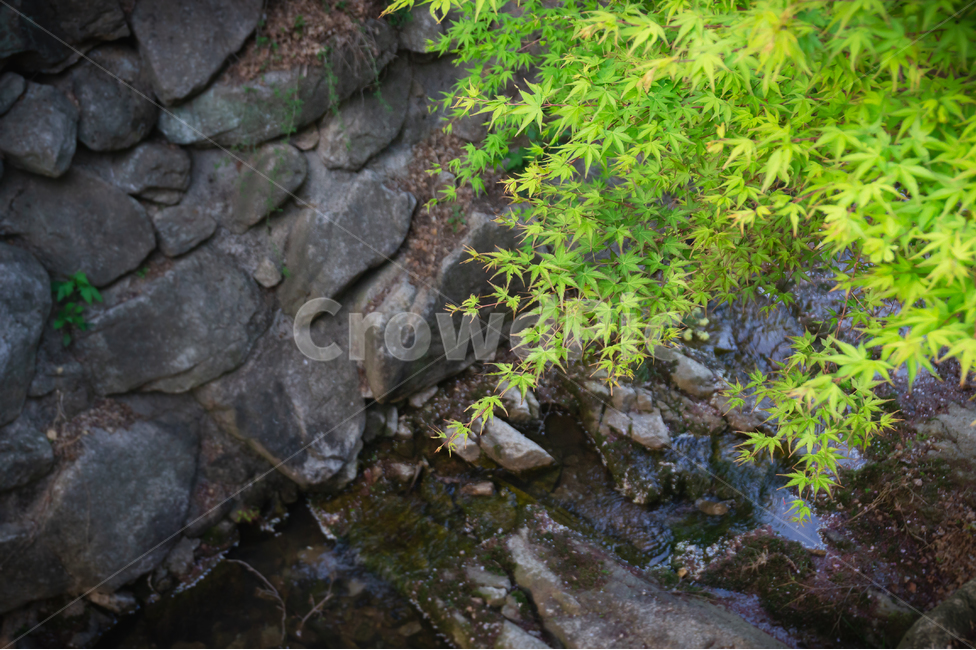 개울,단풍,자연,풍경,식물,자연,풍경,nature,landscape,식물,plants,plant,leaf,잎,slate,슬레이트