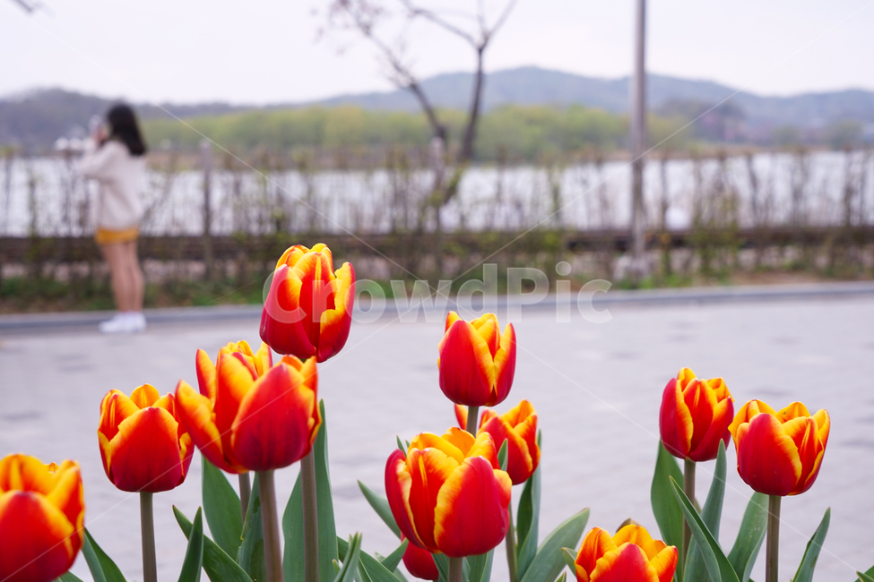 꽃,봄꽃,화초,공원,사람,여자,자연,튜립,식물,자연,plants,nature,꽃,flower
