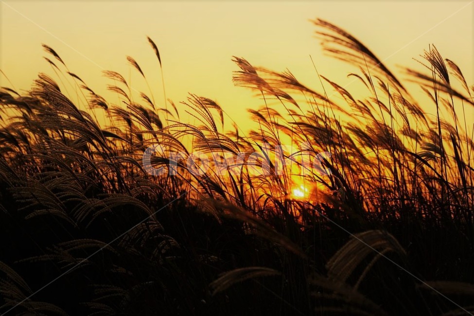 가을,억새,식물,자연,일몰,석양,감성,서정,fall,바람,풍경,nature,autumn,태양,계절,season,가을,계절,fall,autumn,season,자연,풍경,nature,landscape,grass,잔디,plant,lawn,reed,갈대