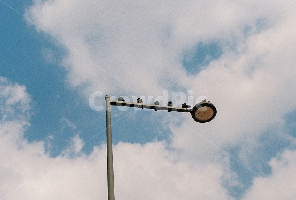 가로등,비둘기,하늘,구름,파랑,동물,animal,조류,새,birds