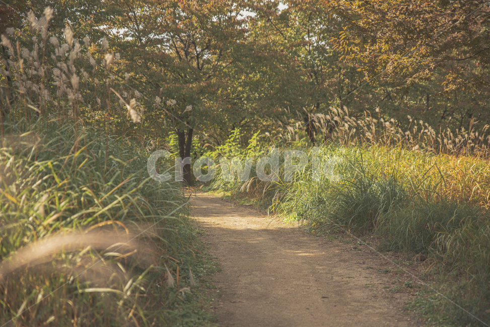 가을,억새,길,track,road,가을,계절,fall,autumn,season,감성,sensible,feeling