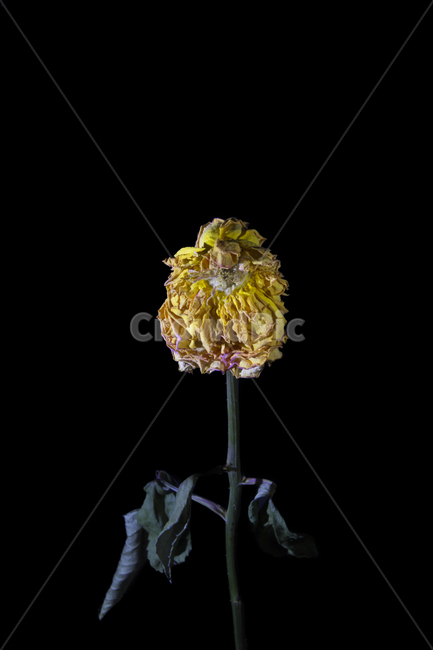 plant,식물,꽃,flower,시든꽃,노란색꽃,꽃잎많음,식물,자연,plants,nature,꽃,flower