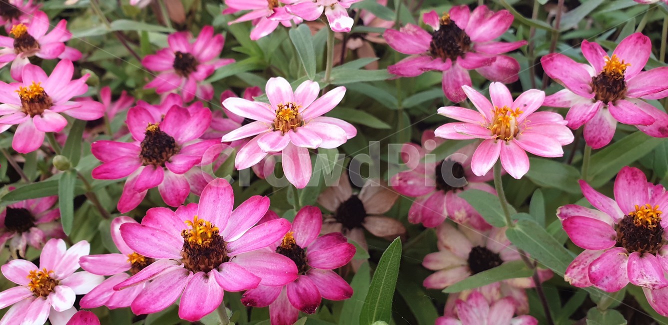 plant,식물,blossom,꽃,flower,geranium,제라늄,식물,자연,plants,nature,꽃,flower