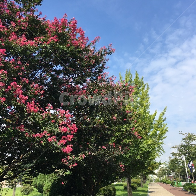 outdoors,landscape,flowers,꽃,자연,nature,day
