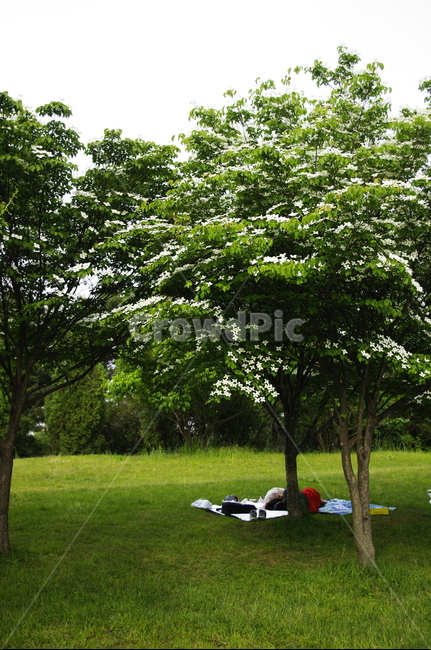 잎,꽃,flower,식물,plant,자연,nature,잔디,나무,숲,자연,풍경,nature,landscape,tree,tree trunk,나무 줄기