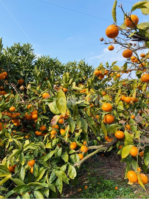 감귤류과일,오렌지,과일,persimmon,주황색
