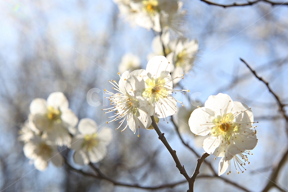 매화꽃,매화,꽃,꽃잎,봄꽃,봄,식물,자연,공원,식물,자연,plants,nature,꽃,flower