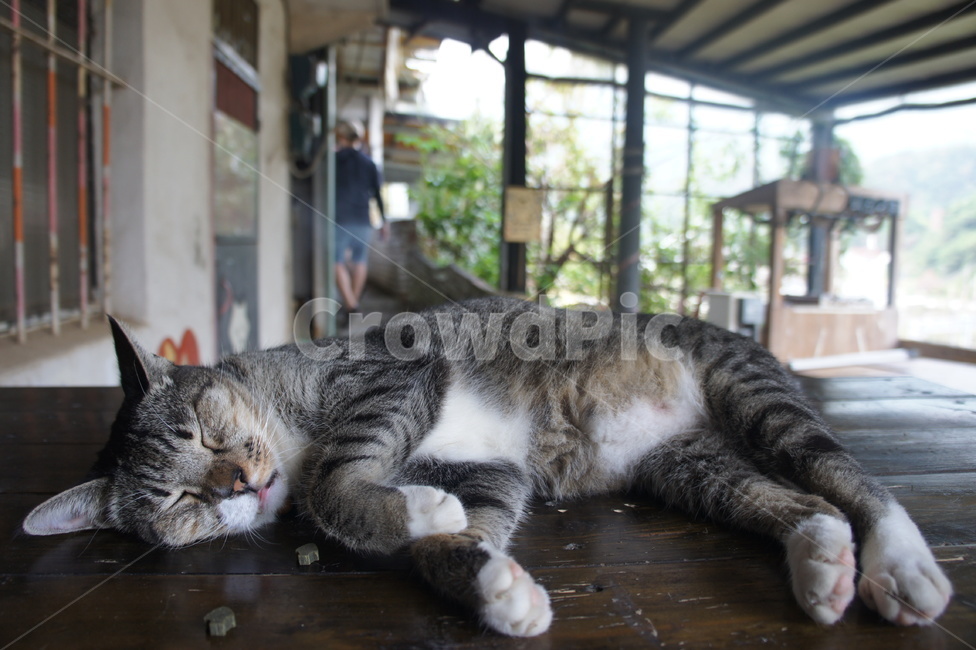 고양이,잠,동물,길고양이,줄무늬고양이,cat,sleep,animal,kitty,streetcat,수면,동물,animal,포유류,mammal,고양이,cat,kitten,kitty