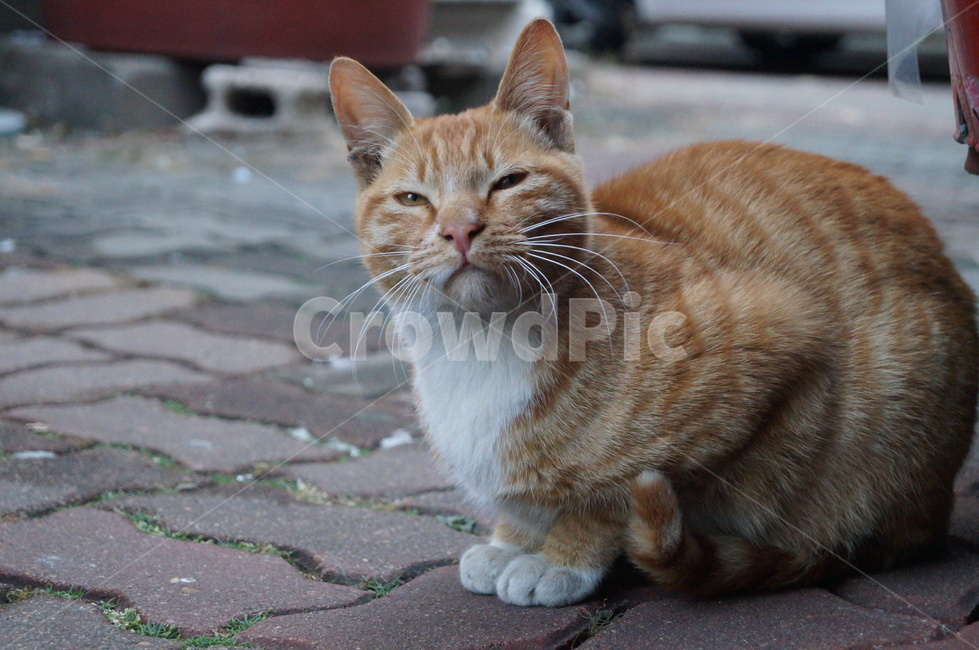 고양이,냥이,길고양이,길냥이,치즈테비,cat,동물,animal,포유류,mammal,고양이,cat,kitten,kitty