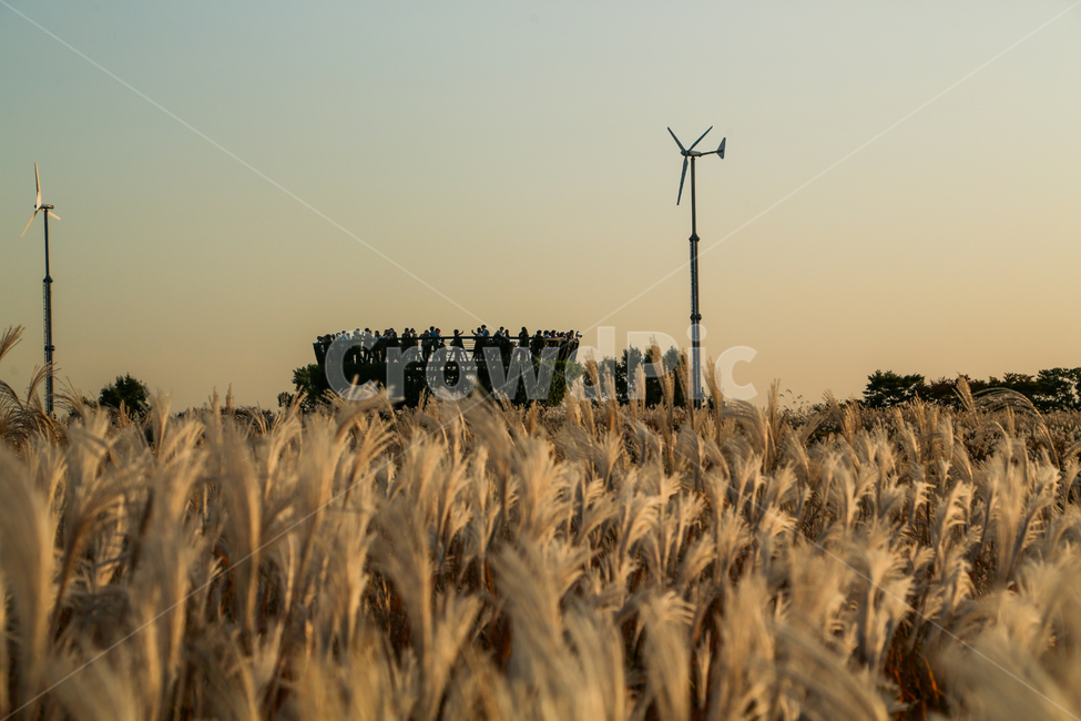 노을,억새,갈대,일몰,태양,하늘,해질녘,풍경,가을,계절,자연,풀,nature,sunset,sunlight,sun,sky,redsky,season,fall,landscape,grass,silvergrass,flamegrass,하늘공원,plant,식물,들판,풀밭,자연,풍경,nature,landscape,food,음식,vegetable,야채,grain,곡물