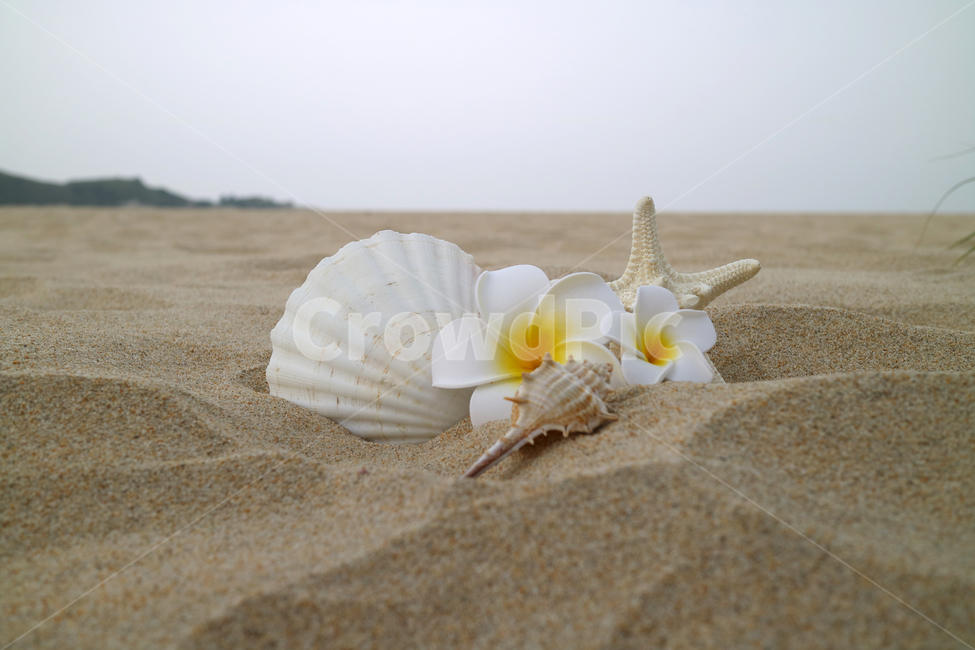 해변,모래사장,여름,불가사리,자연,계절,휴가,휴양,휴양지,해수욕장,바캉스,풀,조개,소라,조개껍데기,소라껍데기,꽃,플루메리아,해변,바다,beach,sea