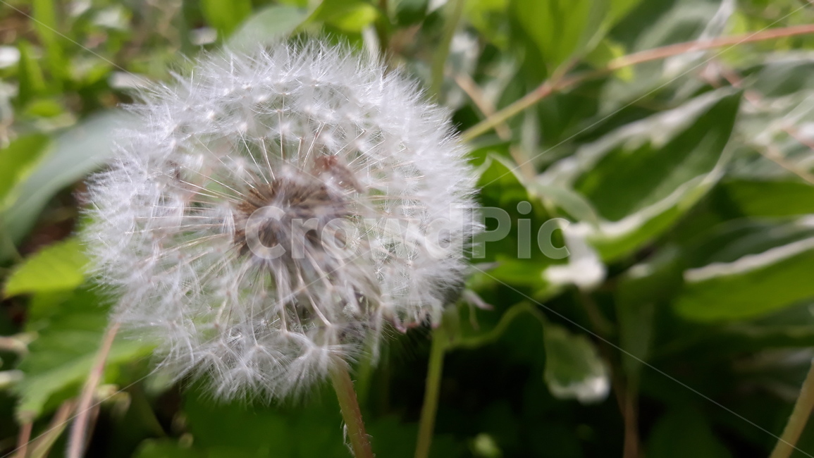 식물,꽃,flower,민들레,흰색식물