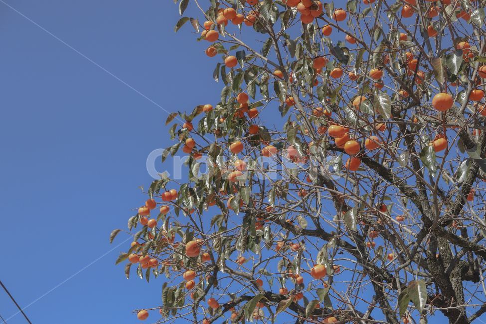 가을,감나무,시골,풍경,감성,가을,계절,fall,autumn,season,식물,자연,plants,nature,나무,trees,wood,과일,열매,fruit,plant,food,음식