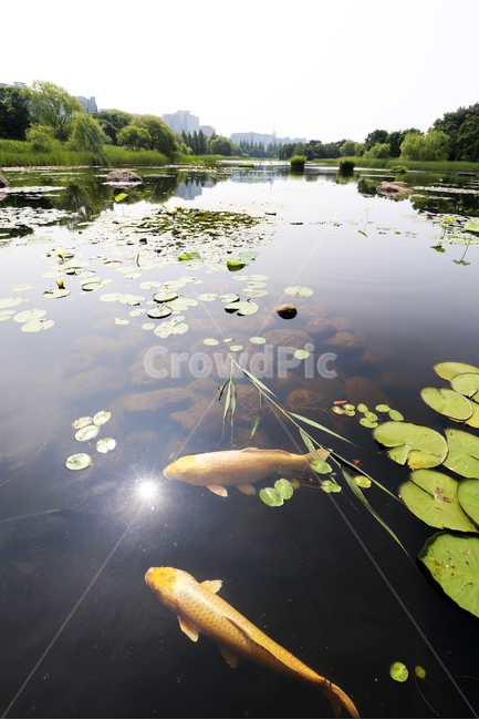 일산호수공원,잉어,고양시,호수공원,습지,자연,자연,풍경,nature,landscape,한국자연풍경,한국자연경관,korea nature landscape,동물,animal,어류,물고기,fish,plant,식물,water,물,outdoors,옥외