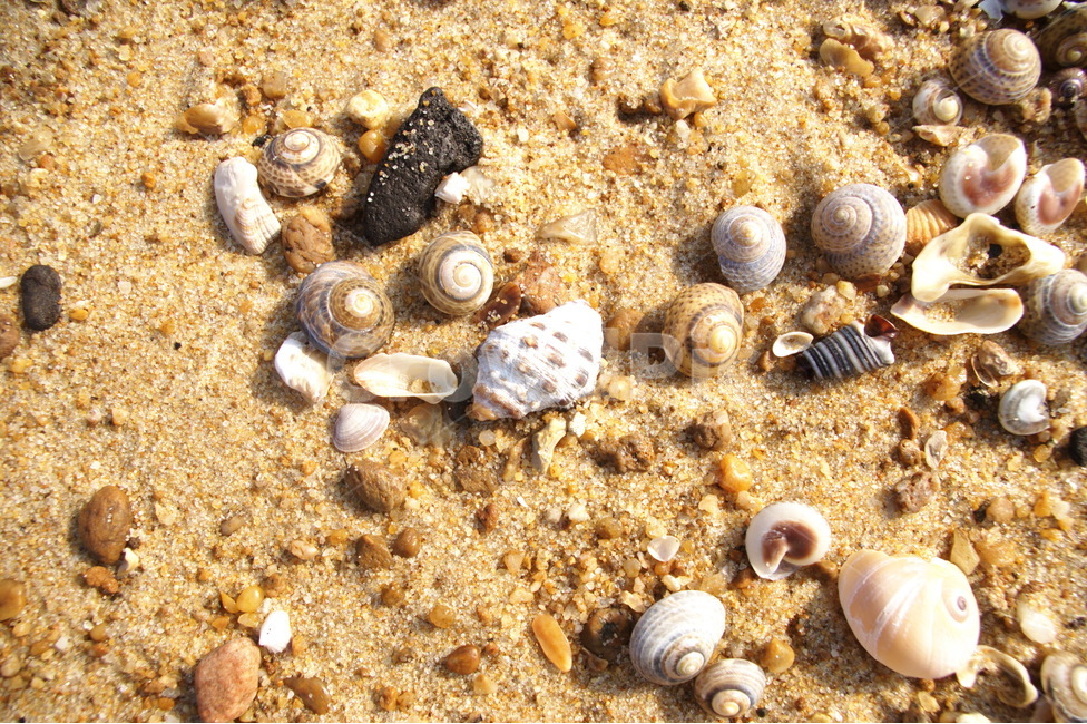 고동,조개,껍데기,모래,태안,바다,돌맹이,흙,자연,해변,바다,beach,sea