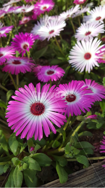 꽃,근접,flower,봄,식물