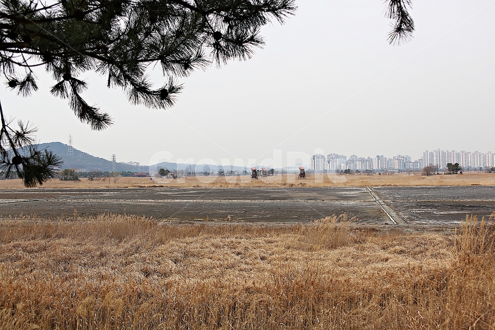 풍차,빨간풍차,바람개비,갈대,억새,식물,자연,풍경,겨울