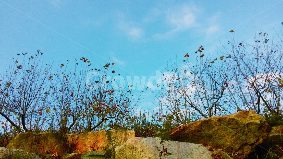 돌담,자연,나무,봄,꽃,풍경,하늘,경치,자연,풍경,nature,landscape
