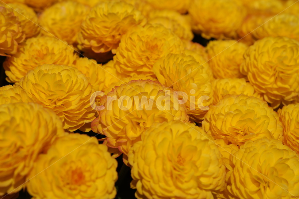 국화,가을,노란꽃,소국,국화꽃,노랑,yellow,flower,blossom,가을꽃,autumn,fall,만개,식물,plant,식물,자연,plants,nature,꽃,flower