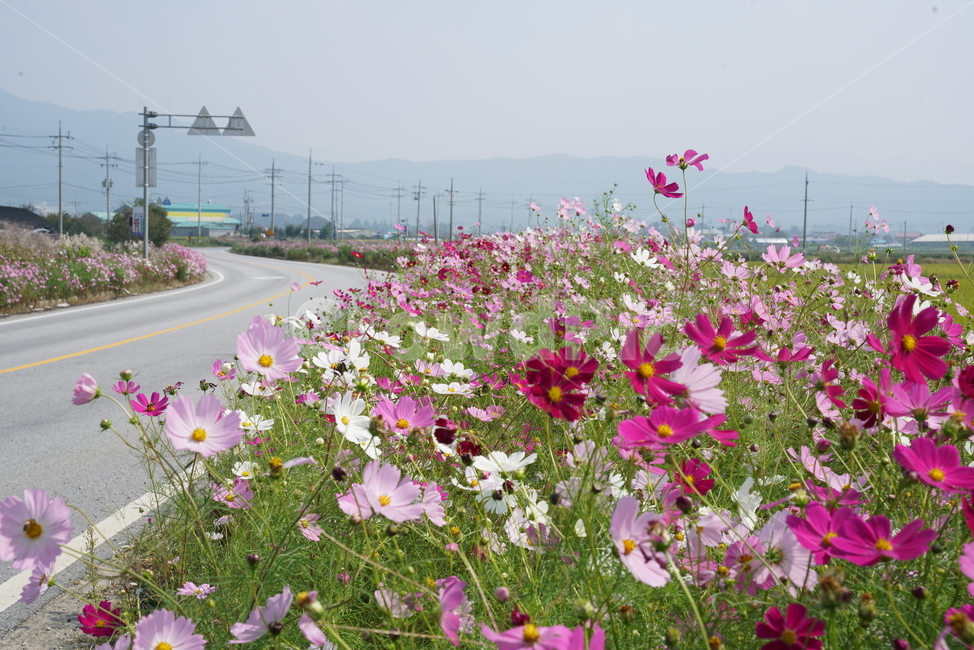 cosmos,코스모스,꽃,두상화,국화과,가을,가을꽃,flower,plant,식물,가을,계절,fall,autumn,season
