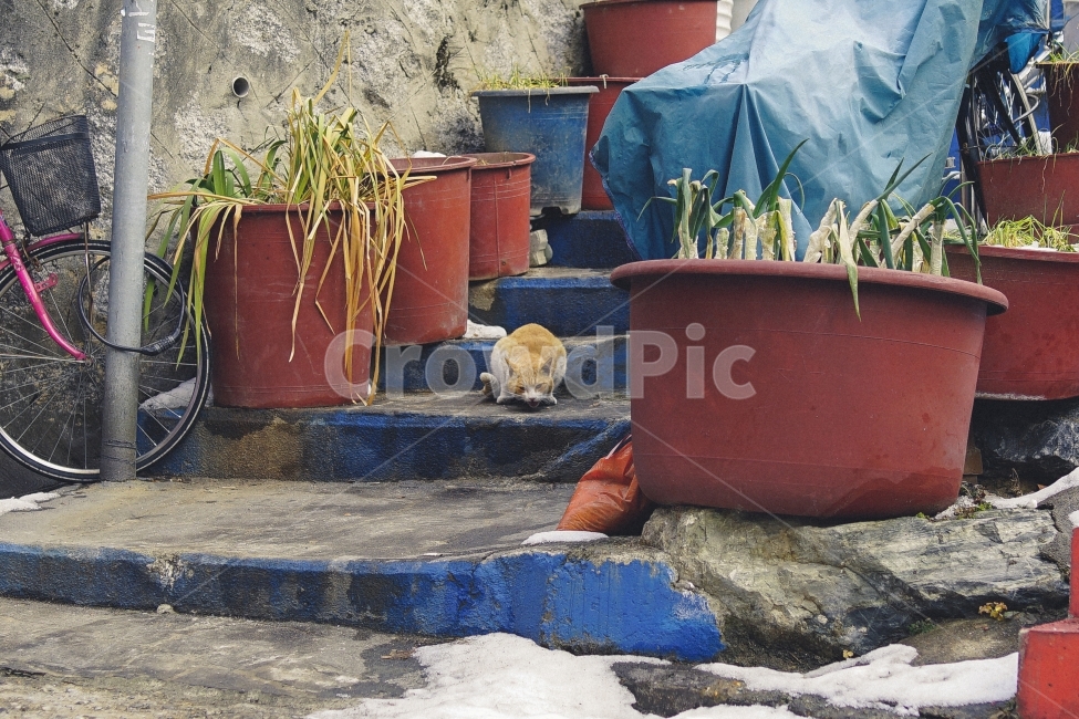 고양이,길,길고양이,고독함,겨울,풍경사진,동물사진,cat,골목길,alley,동물,animal,포유류,mammal,고양이,cat,kitten,kitty,감성,sensible,feeling