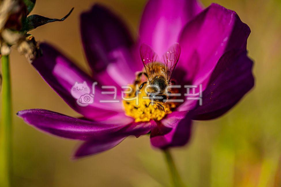꽃,코스모스,가을,가을꽃,autumn,fall,cosmos,flower,10월,october,자연,nature,식물,plants,접사,클로즈업,closeup,macro,곤충,벌레,벌,꿀벌,honeybee,말벌,무척추동물,insect,bugs,apidae,bee,invertebrate,hornet,꽃잎,petal,floralleaf