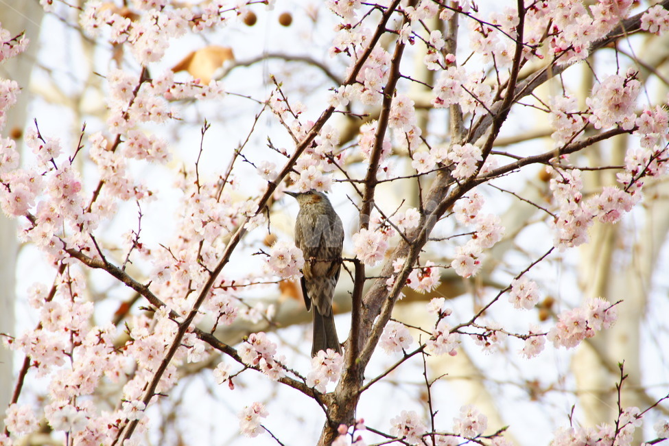 봄,새,조류,나무,휴식,동물,animal,조류,새,birds