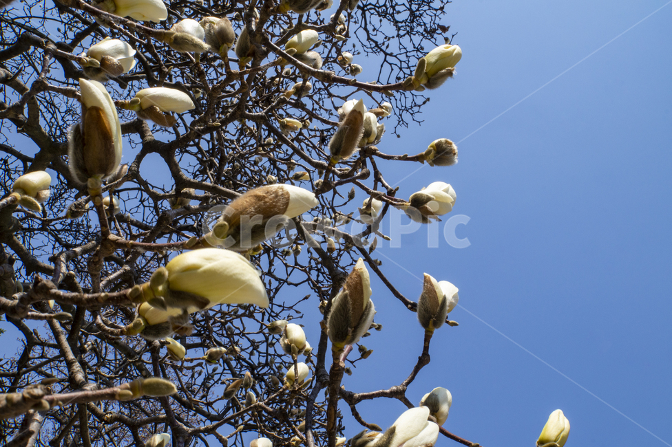 목련,꽃망울,봄꽃,흰꽃,magnolia,하늘,봄,목련꽃,가지,시작,첫걸음,꽃인생,꽃말,하얀꽃,봄,계절,spring,season,식물,자연,plants,nature,꽃,flower,animal,동물,bird,새