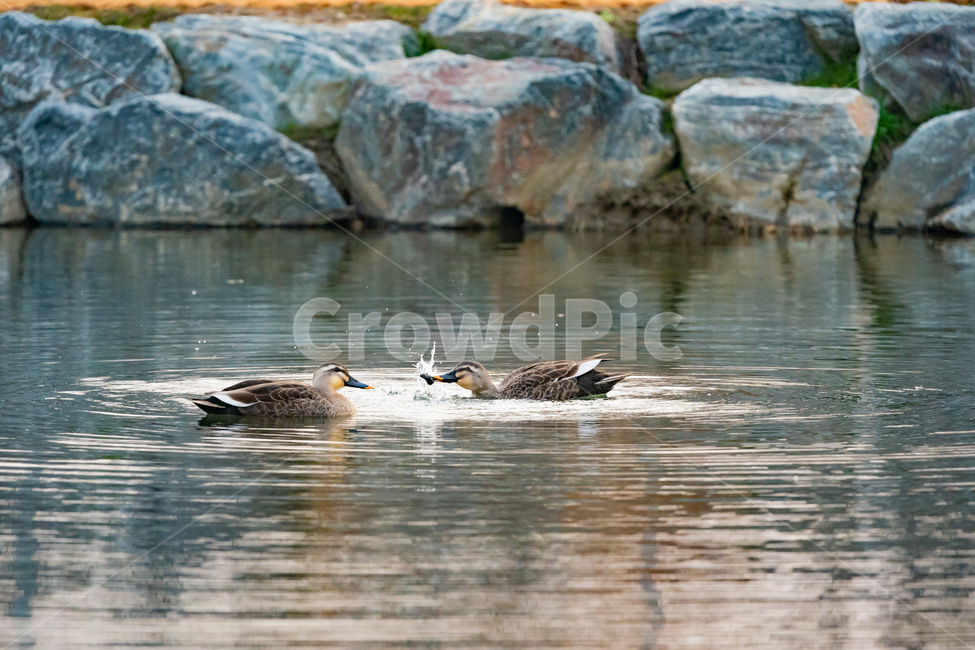 bird,동물,새,animal,오리,duck,먹이,동물,animal,조류,새,birds
