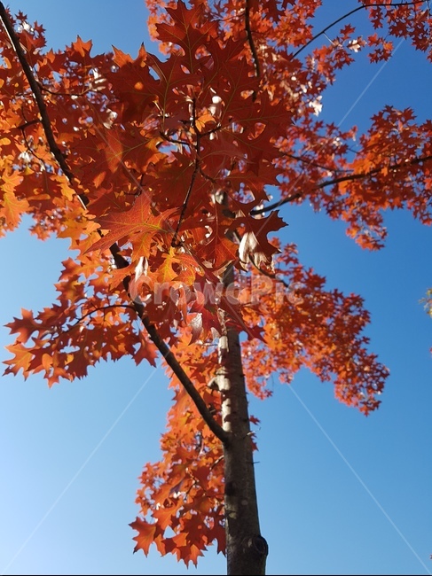 나무,단풍,하늘,빨강,가을,가을,계절,fall,autumn,season,식물,자연,plants,nature,나무,trees,wood,leaf,잎,plant,tree