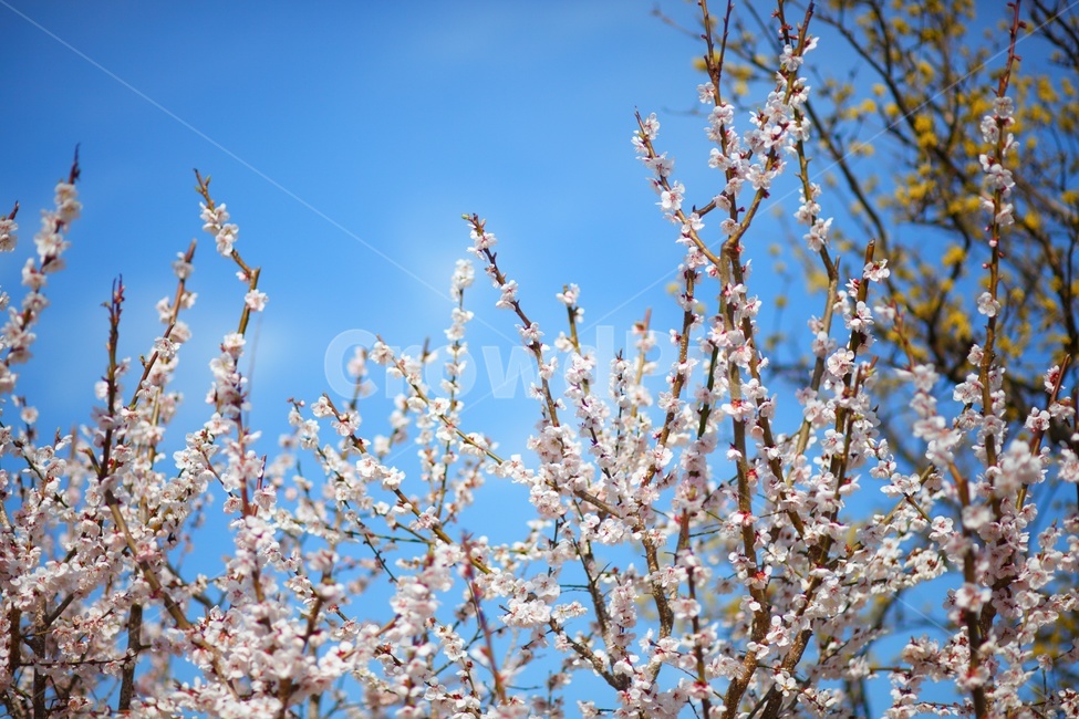 매화,매화꽃,봄,식물,나무,봄,계절,spring,season