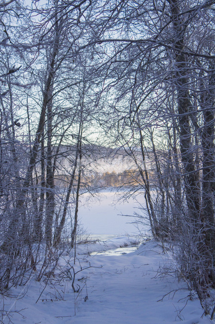 겨울,나무,winter,호수,lake,겨울,계절,winter,season,자연,풍경,nature,landscape,outdoors,옥외
