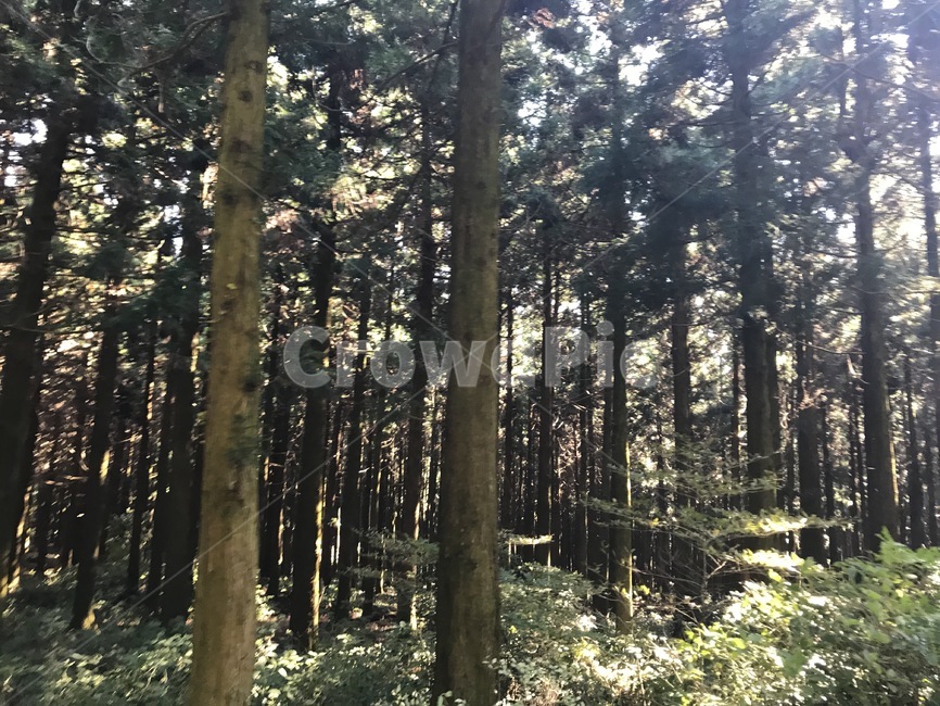 제주도,사려니숲길,숲길,싱그러움,자연,숲속,가을,나무,감성,jeju,green,tree