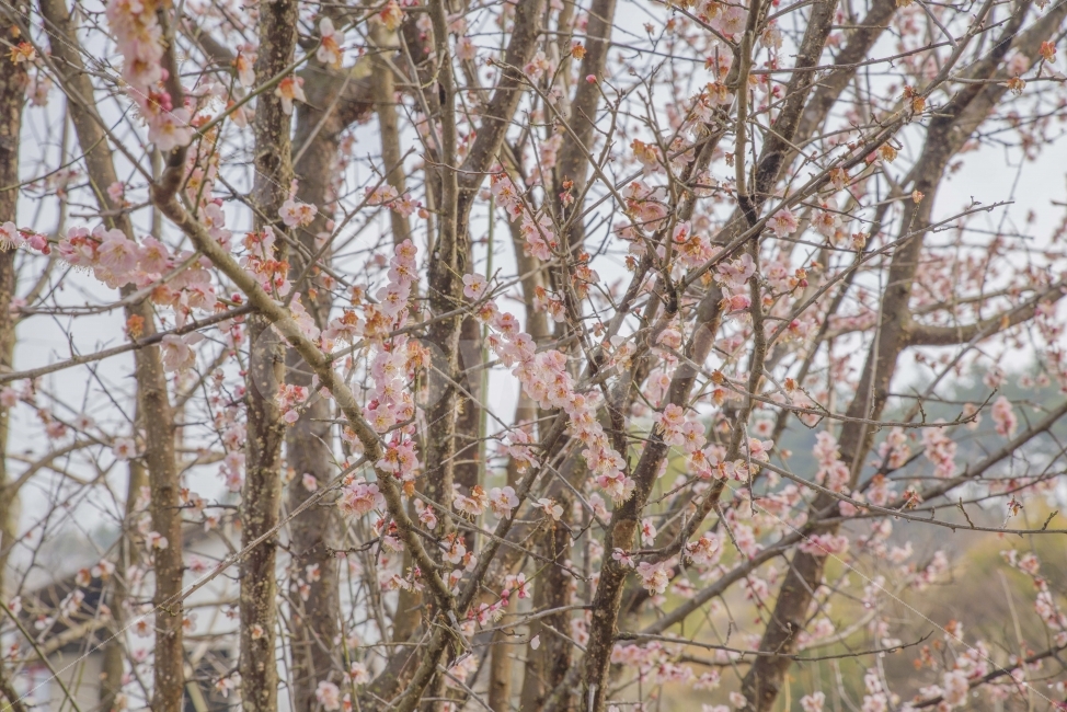 봄,봄꽃,매화,활짝,봄기운,개화,식물,자연,plants,nature,봄,계절,spring,season,꽃,flower,plant