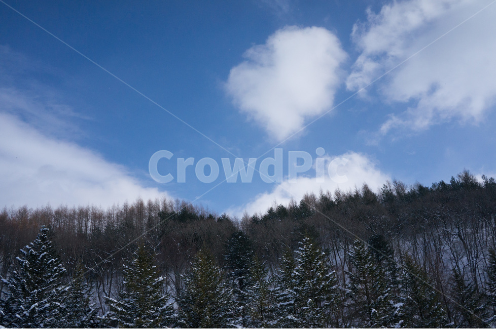 대관령,눈,나무,겨울,설산,winter,풍경,한국자연풍경,산,겨울,계절,winter,season,자연,풍경,nature,landscape,tree,plant,식물,fir,전나무