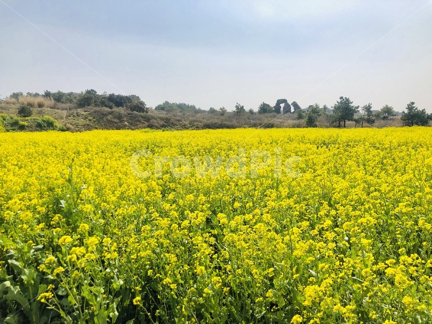 유채밭,유채꽃,유채,제주도,꽃밭,자연,밭,들,제주자연,자연환경,노란꽃,봄,봄꽃