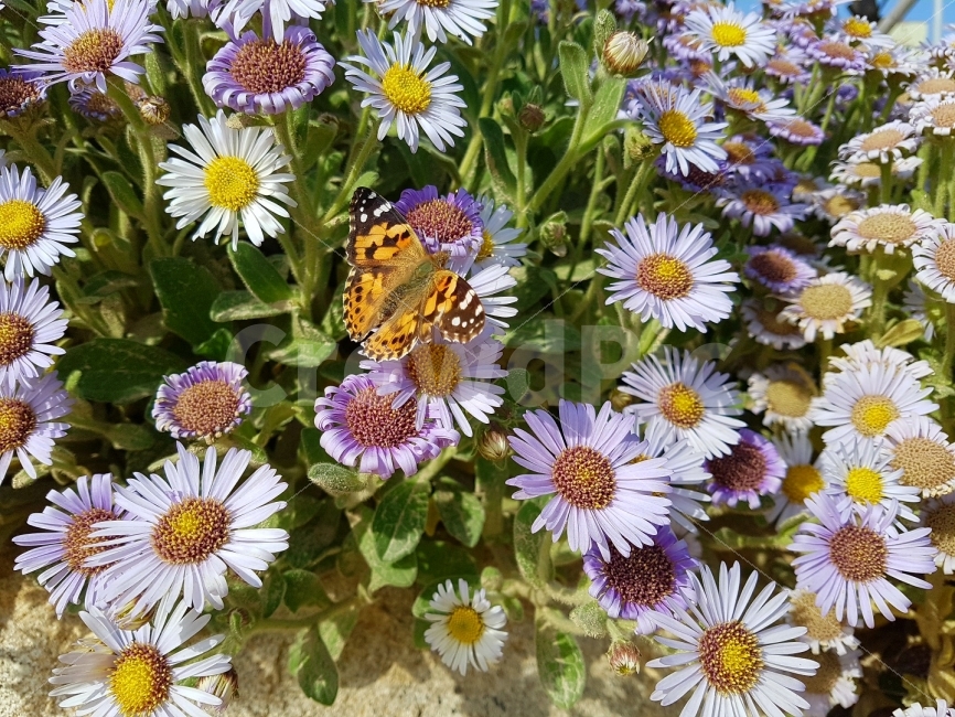 나비,꽃,호랑나비,flower,butterfly,식물,자연,plants,nature,꽃,flower,동물,animal,곤충,벌레,insect,bug