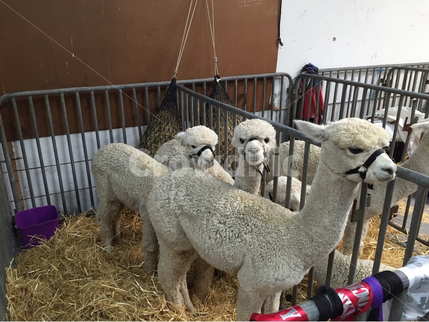 alpaca,알파카,animal,동물,농장