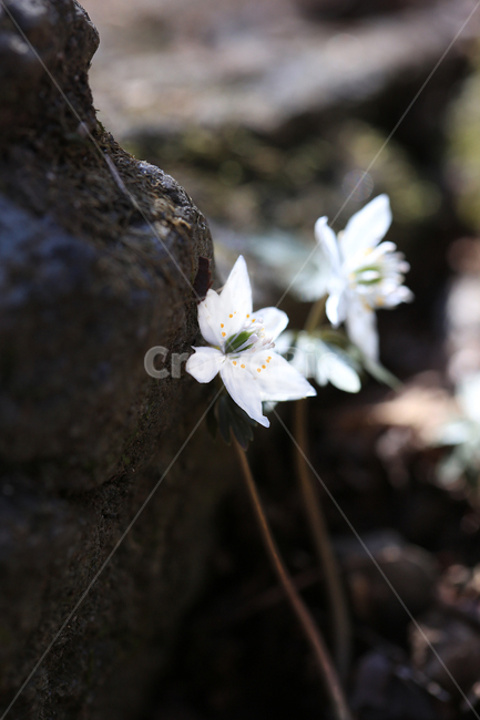 봄,꽃,야생화,바람꽃,너도바람꽃,산,spring,flower,wildflower,windflower