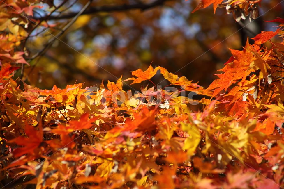 단풍,단풍나무,엽록소,가을,redleaves,가을,계절,fall,autumn,season,식물,자연,plants,nature,plant,leaf,잎,tree,나무,maple