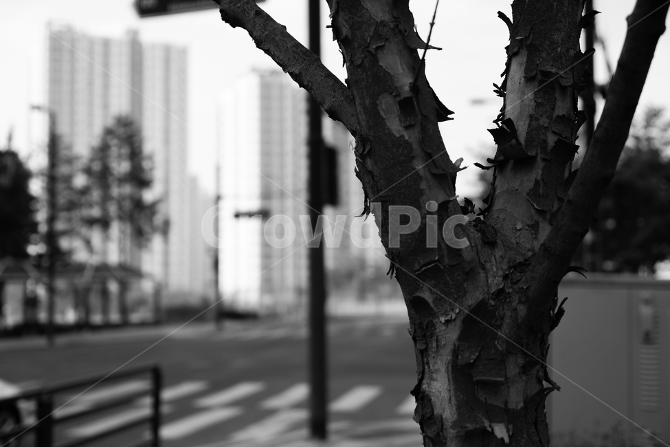 나무,가로수,껍질,흑백,플라타너스,흑백,모노톤,monochrome,black and white