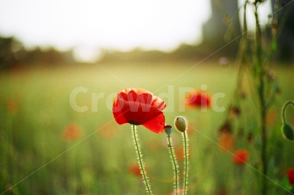 양귀비,꽃,빨강,자연,초록,풍경,식물,자연,plants,nature,꽃,flower,감성,sensible,feeling