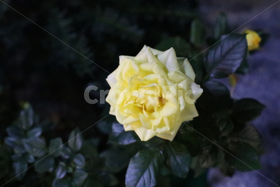 장미,노랑장미,꽃,플라워,plant,식물,blossom,rose,flower