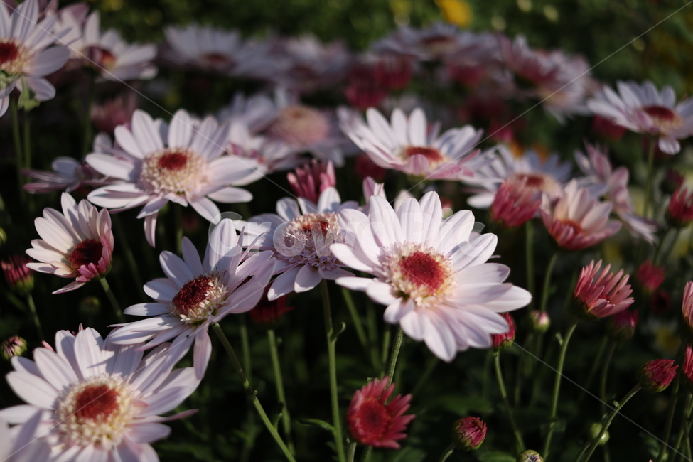 국화,꽃,가을,햇살,flower,꽃,flower