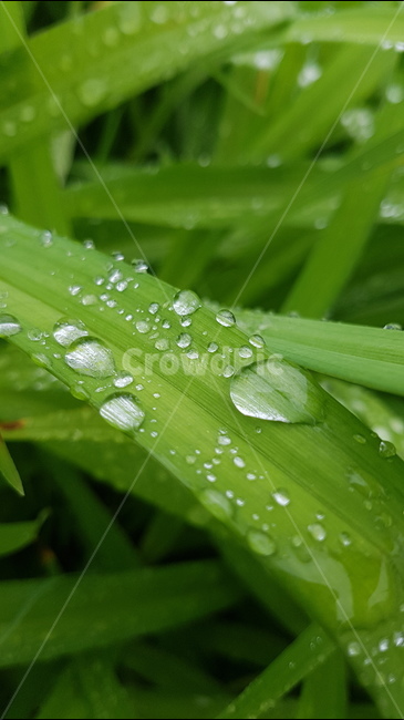 식물,물방울,빗방울,비,풀,식물,자연,plants,nature