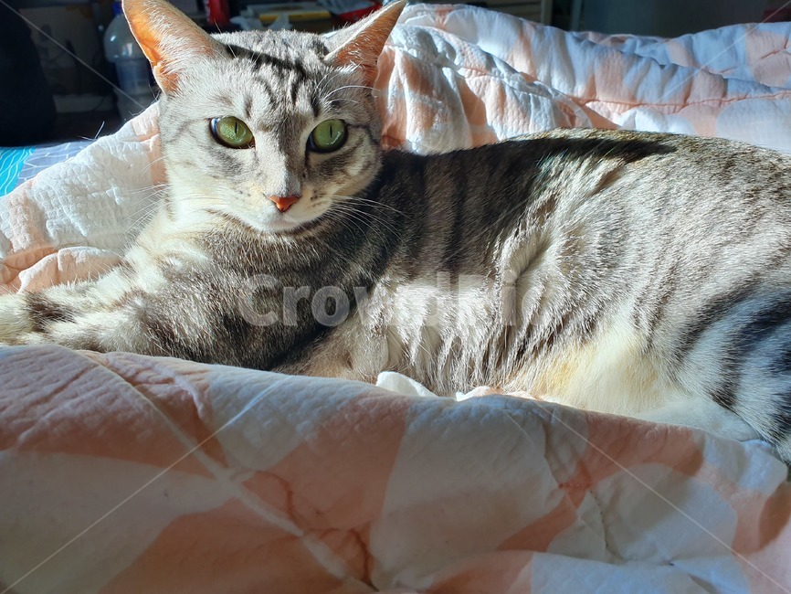 집냥이,cat,수염,고등어태비,코숏,코리안숏헤어,휴식,햇살,반려동물