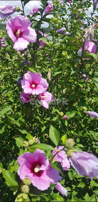 무궁화,국화,우리나라꽃,나라꽃,여름꽃,무궁화꽃,식물,flower,blossom,plant,꽃,식물,자연,plants,nature,꽃,flower