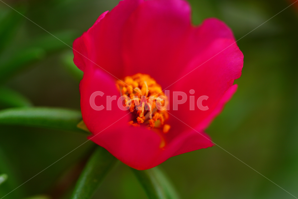 채송화,꽃,플라워,자연,여름꽃,flower,nature,여름,summr,6월,june,접사,macro,rosemoss,portulacagrandiflora,식물,plants,식물,자연,plants,nature,꽃,flower